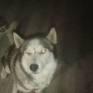 Meet your Posher, Joseph